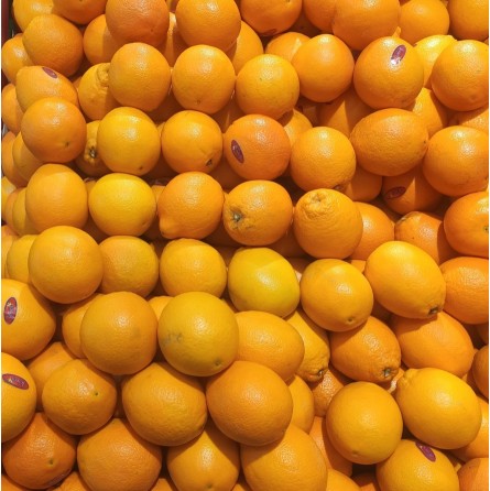 Orange à jus Navelina bio